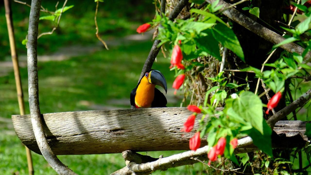 Pousada Salve Floresta Tapiraí Exteriér fotografie