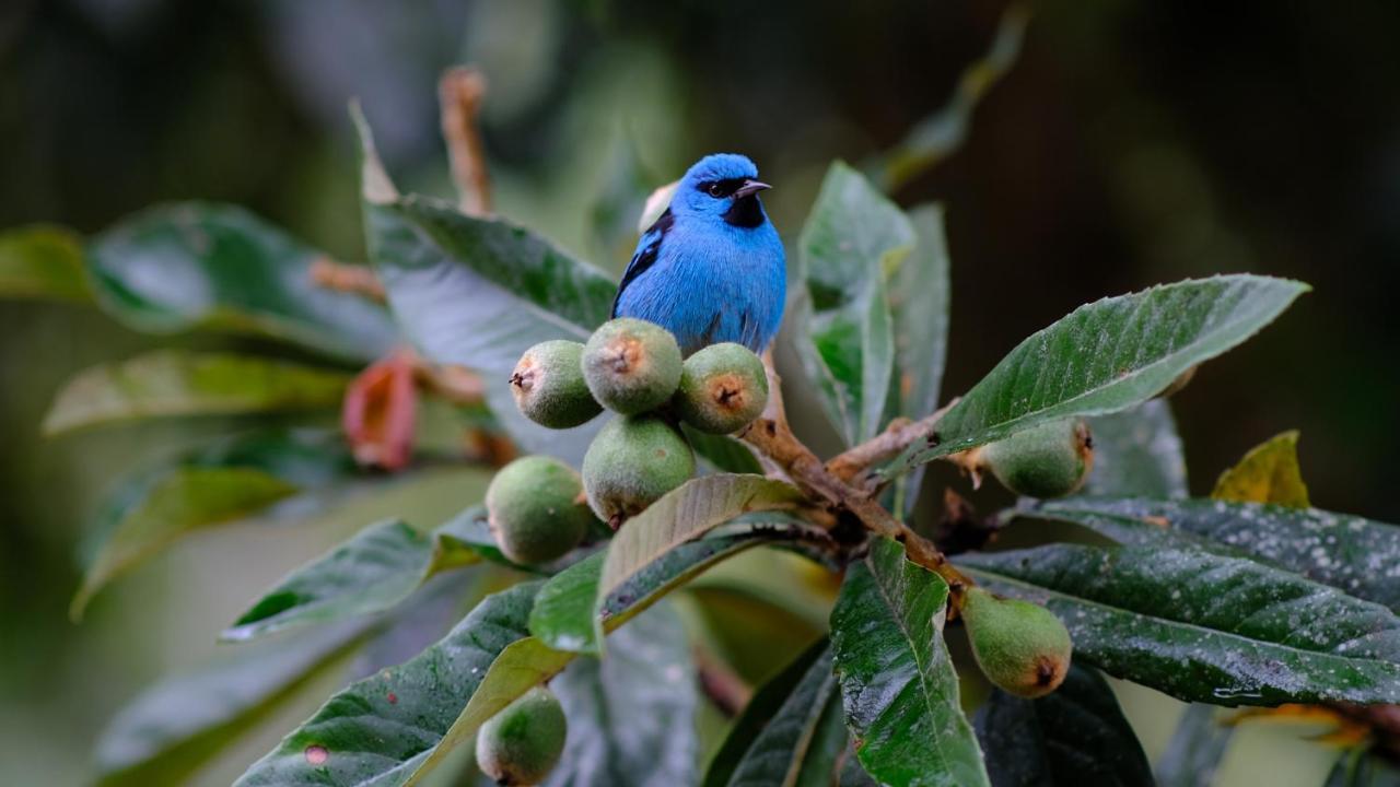 Pousada Salve Floresta Tapiraí Exteriér fotografie