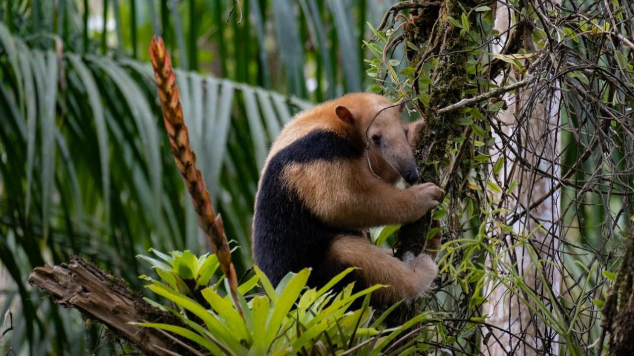 Pousada Salve Floresta Tapiraí Exteriér fotografie