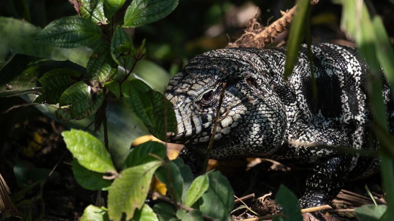 Pousada Salve Floresta Tapiraí Exteriér fotografie