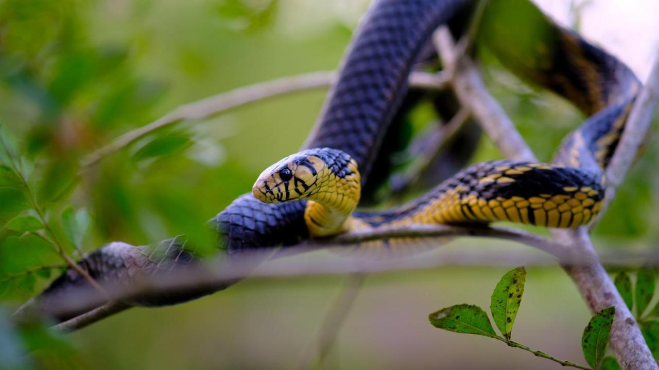 Pousada Salve Floresta Tapiraí Exteriér fotografie