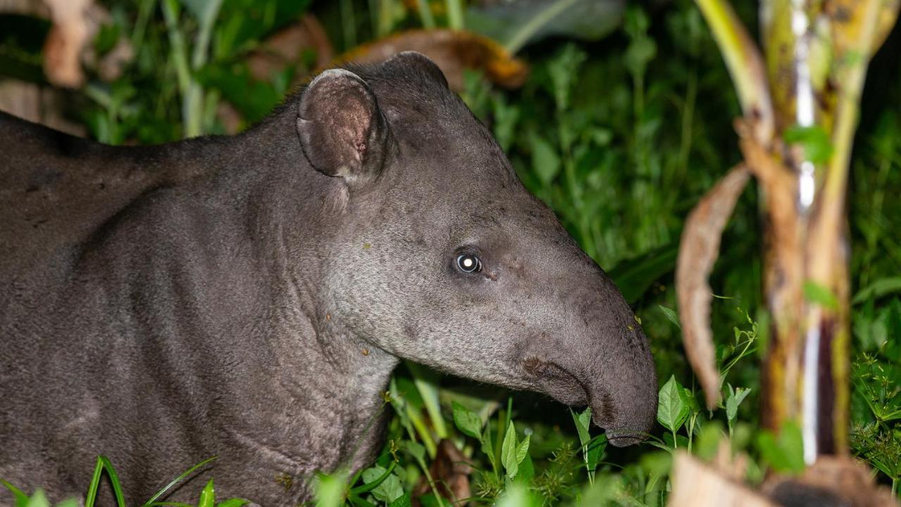 Pousada Salve Floresta Tapiraí Exteriér fotografie