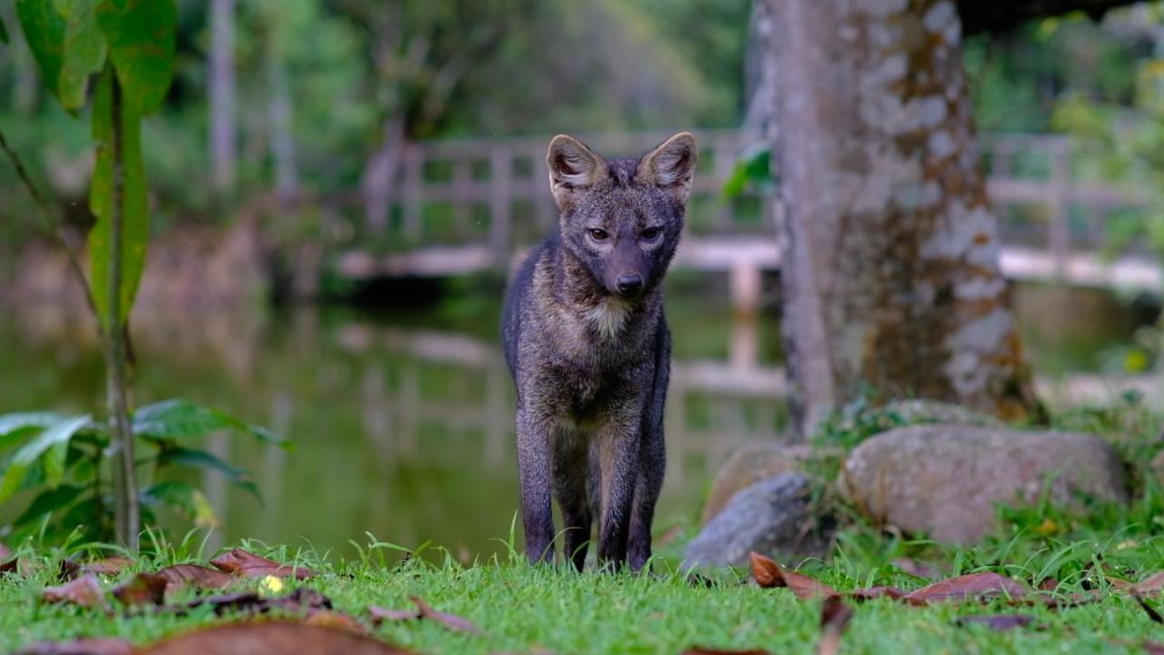 Pousada Salve Floresta Tapiraí Exteriér fotografie